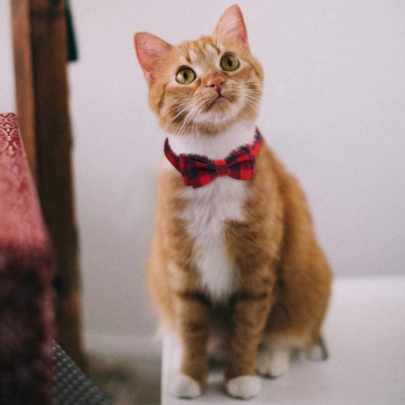 Red and Black Plaid Cat Break Away Collar With Detachable Bow - Picture 2 of 6